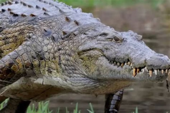 Unraveling the Mystique of the Gustave Nile Crocodile